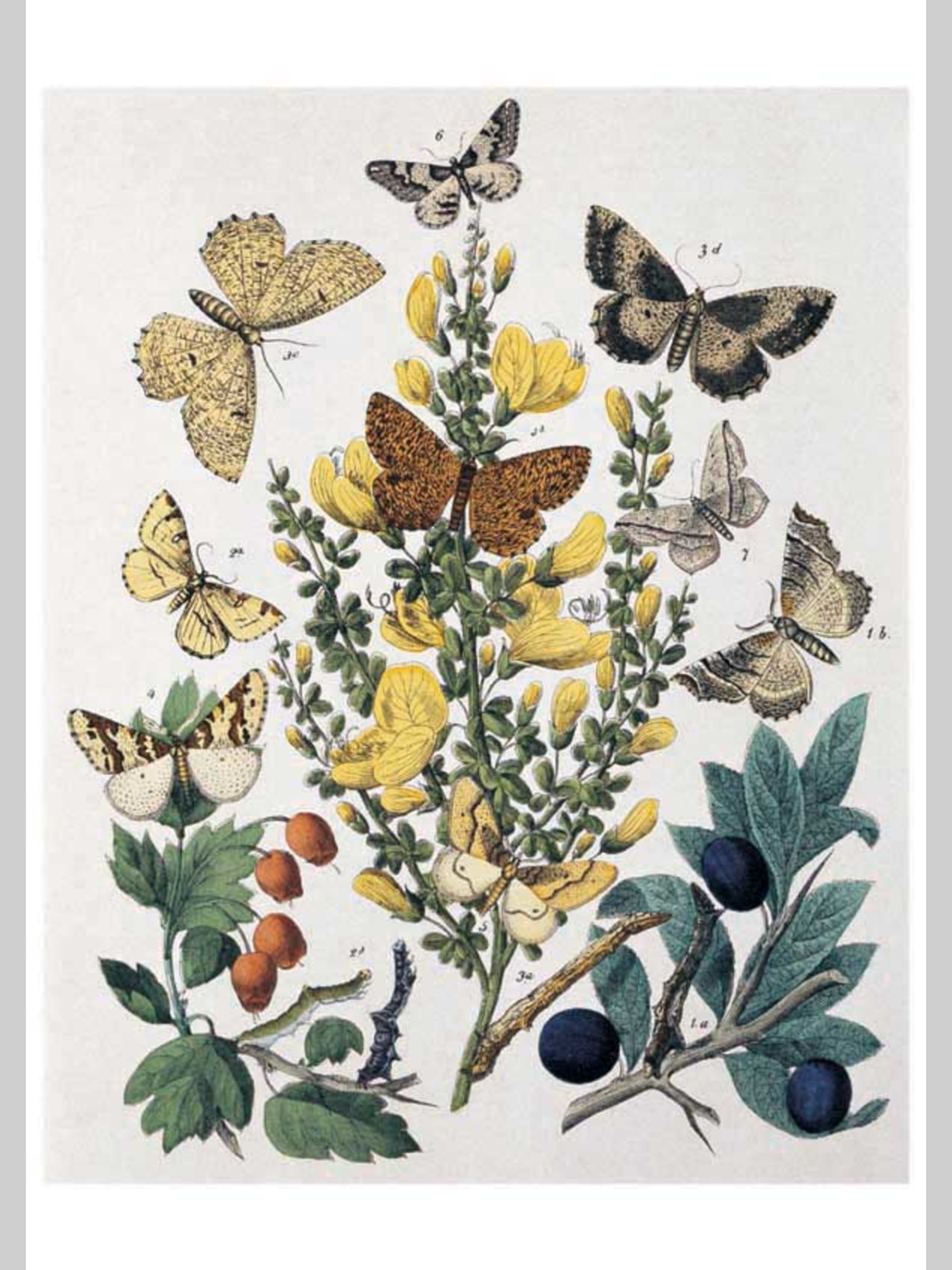 Набор открыток Белый город Бабочки Европы - фото 4