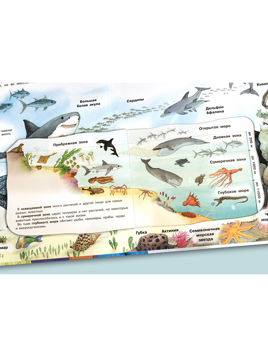 Книга Омега-Пресс Энциклопедия для детей с окошками Мир морских животных - фото 7