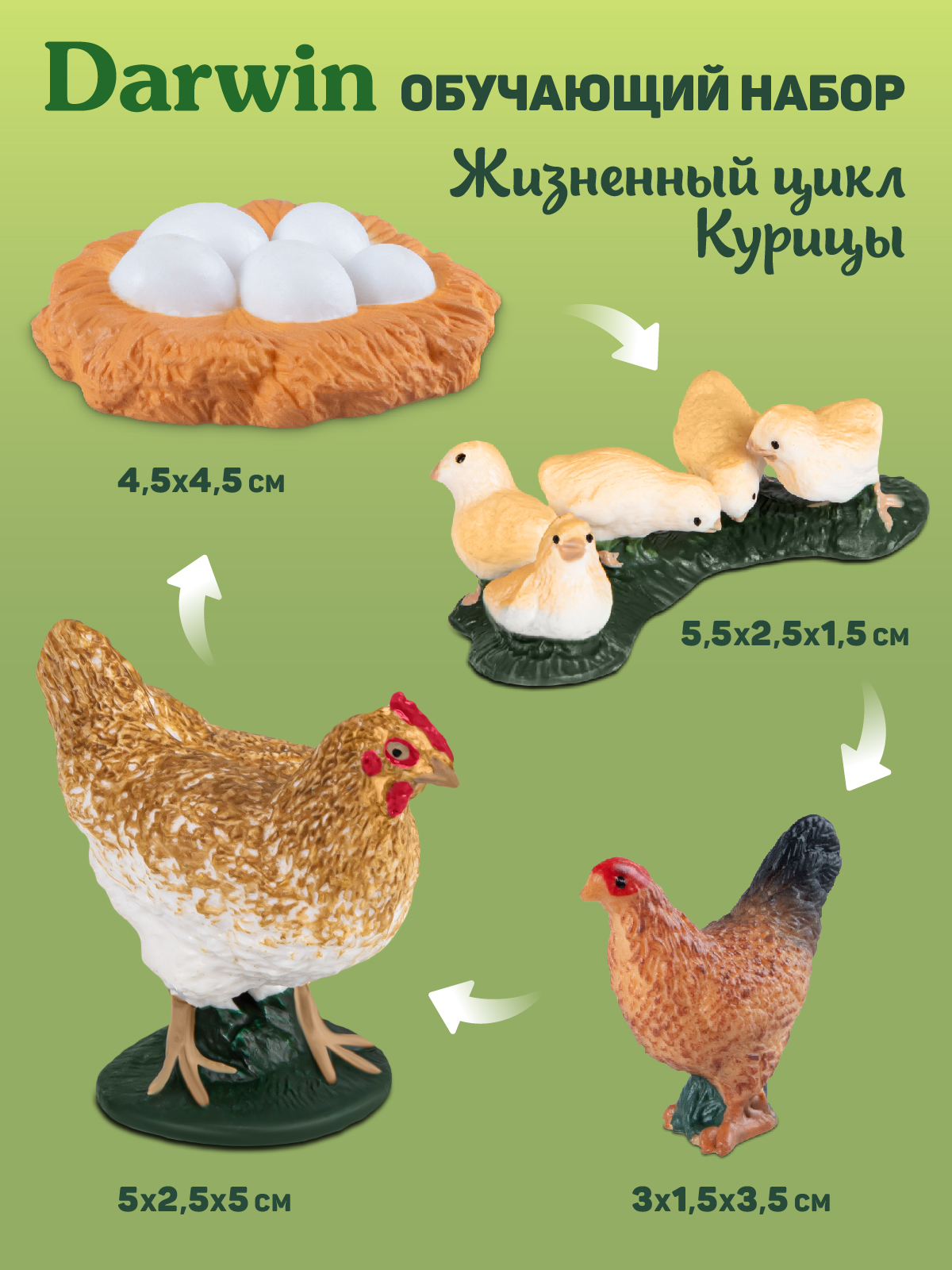 Игровой набор DARWIN Животные Курица - фото 3