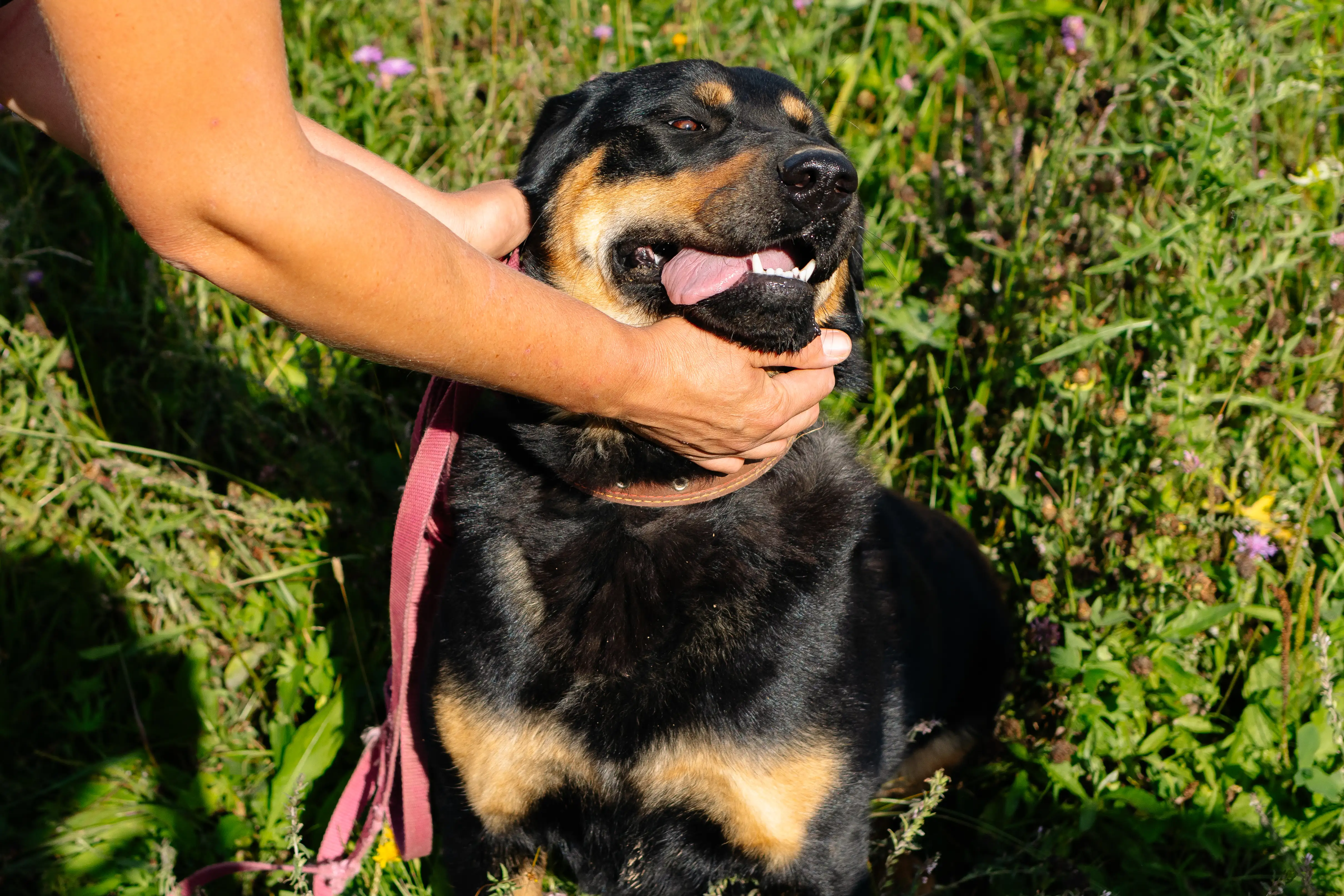 Собака Малышка - фото 3