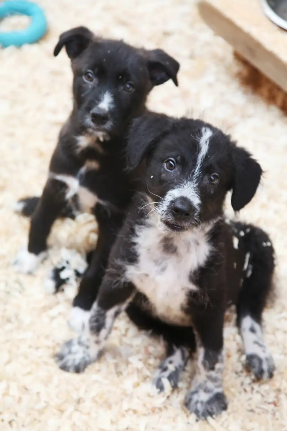 Собака Кристя - фото 4