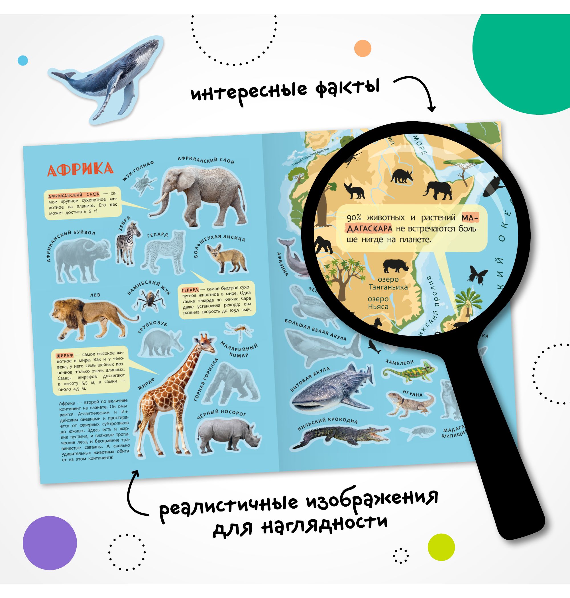 Книга МОЗАИКА kids Атлас мира с наклейками Животные - фото 4