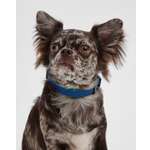 Ошейник для собак мелких пород Barbaks синий водостойкий ПВХ S (1.5*27-40см)