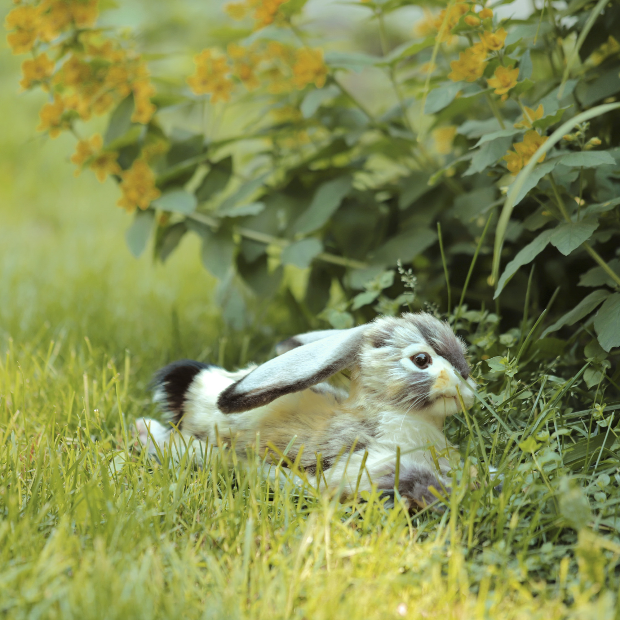 Мягкая игрушка HANSA зайка - фото 9