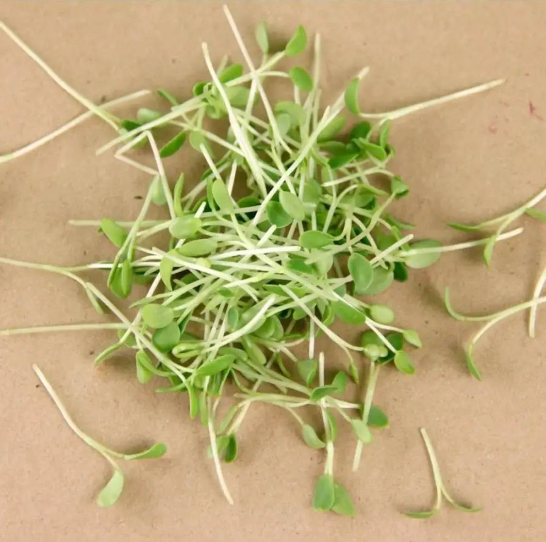 Семена для микрозелени MegaMedia клевер - фото 3