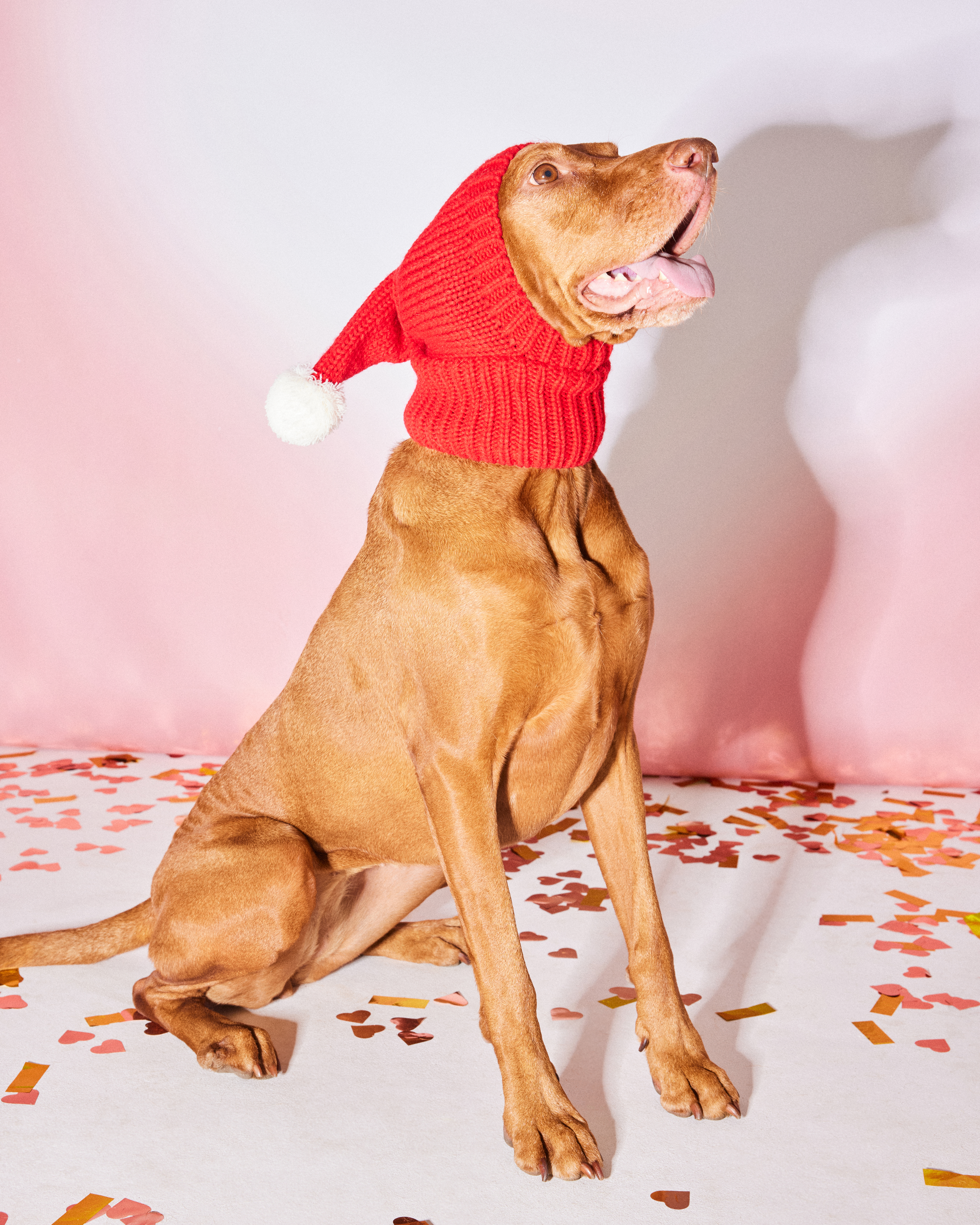 Шапка-шлем для собак и кошек Зоозавр - фото 7