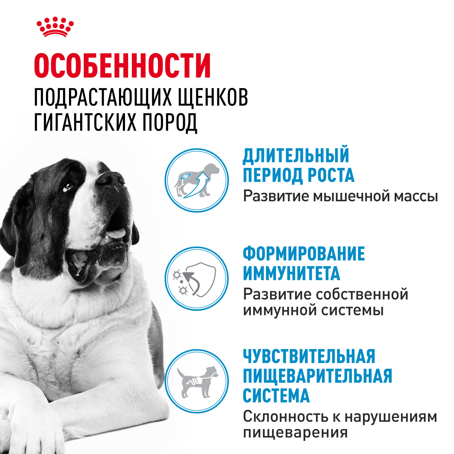 Корм для щенков ROYAL CANIN гигантских пород 8-24месяцев 15кг - фото 2