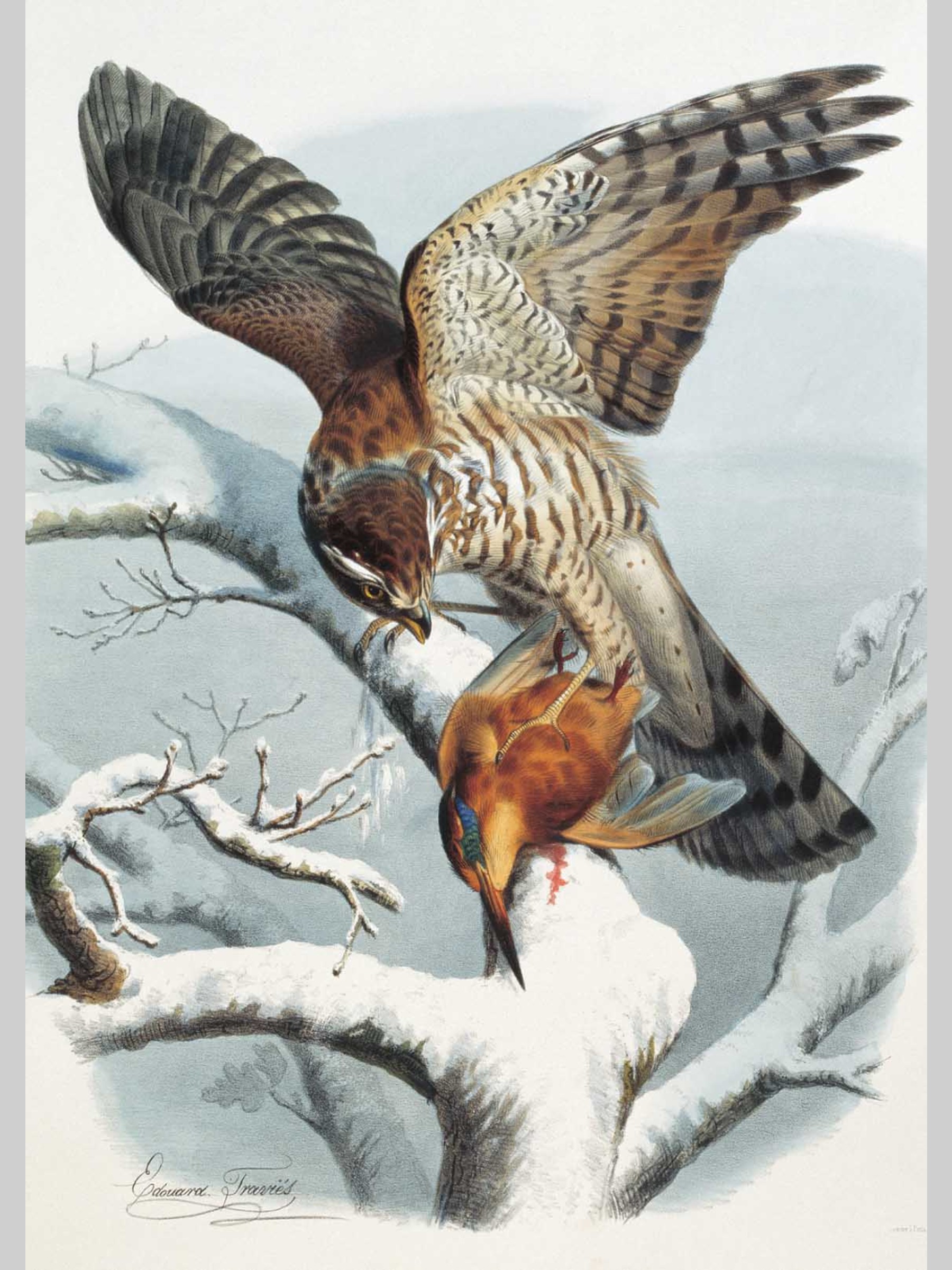 Набор открыток Белый город Самые красивые птицы Иллюстрации Э. Травье - фото 4