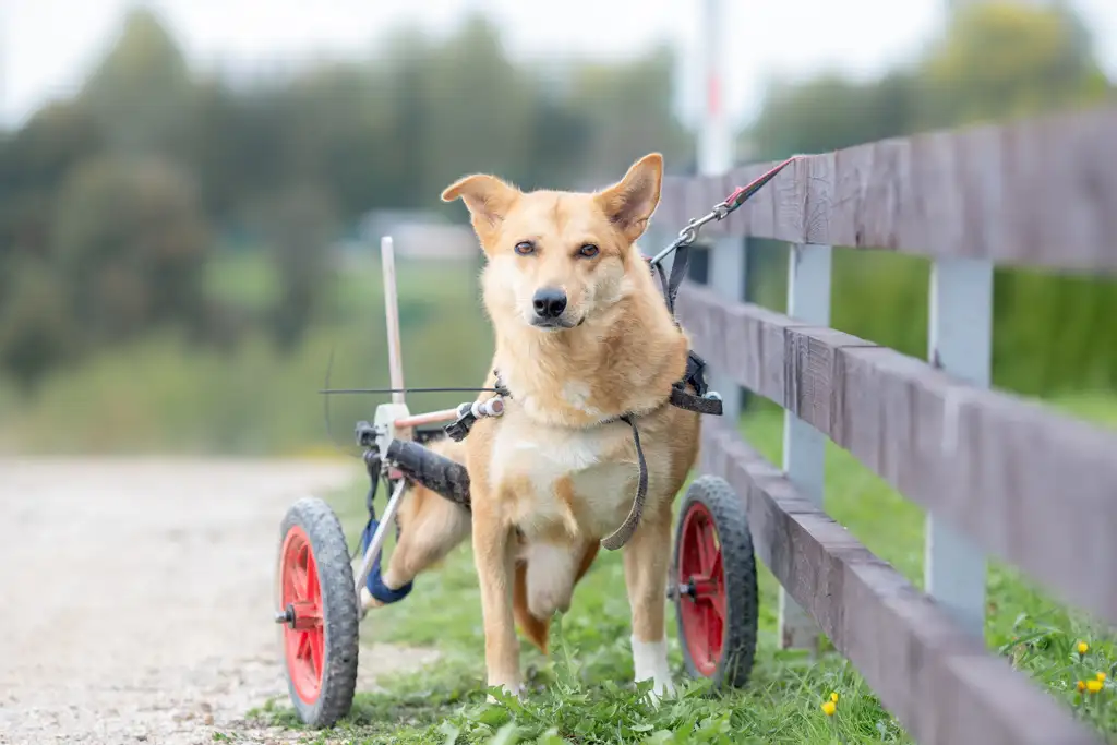 Собака Махачкала - фото 4