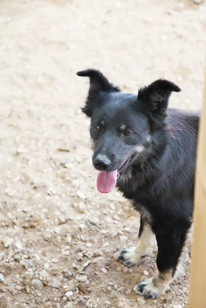 Собака Кэтрин - фото 3