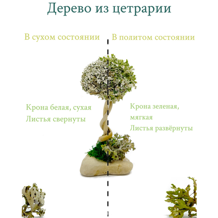 Дерево из Цетрарии Cetraria 17 см