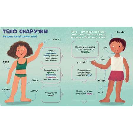 Книжка с окошками Clever Тело человека