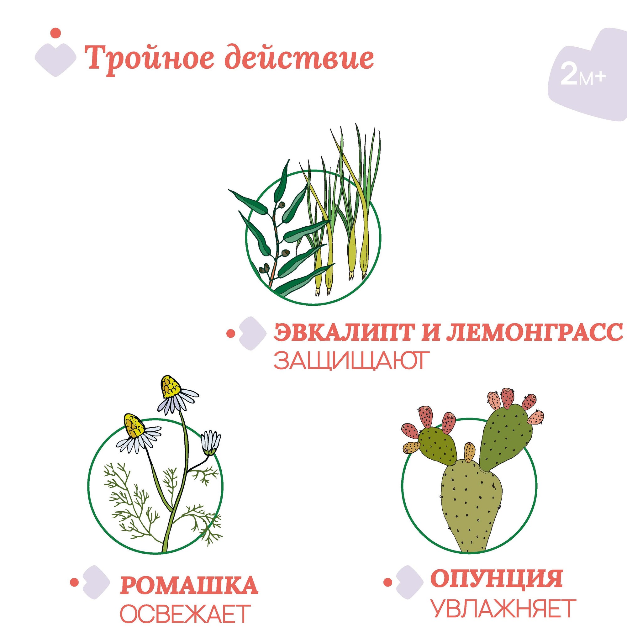 С эвкалиптом и лемонграссом Chicco Роллер - фото 2