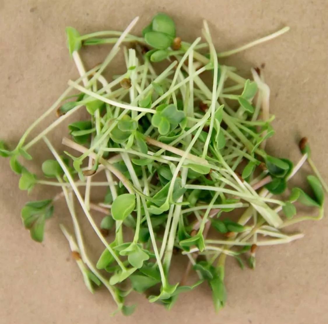 Семена для микрозелени Никольские ПроРостки люцерна, клевер, лен, редис, брокколи - фото 2