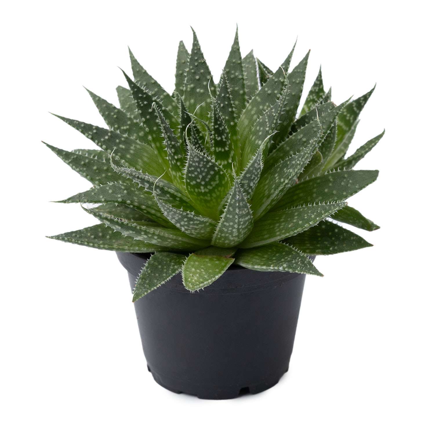 Растение ЕТК Суккуленты D7 в ассортименте - фото 21