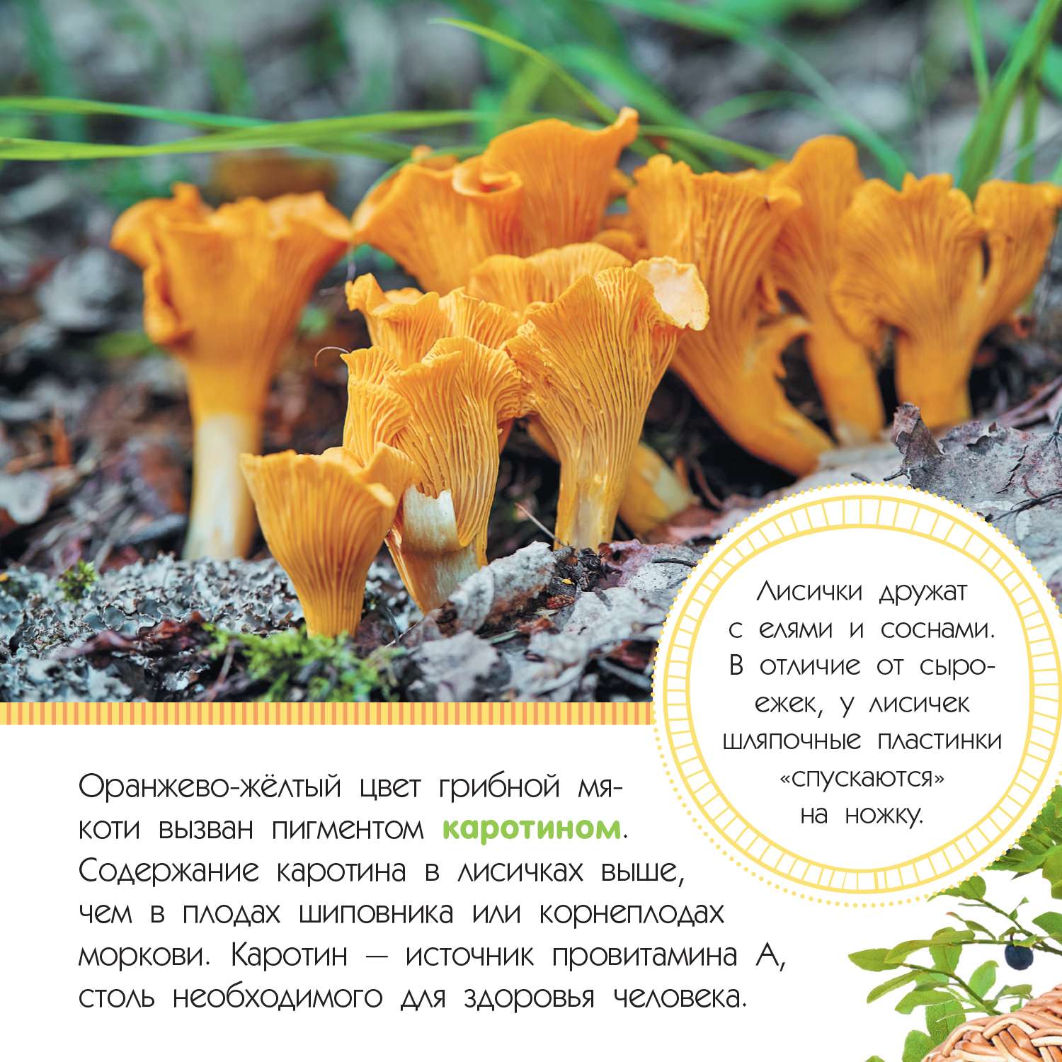 Энциклопедия Грибы - фото 2