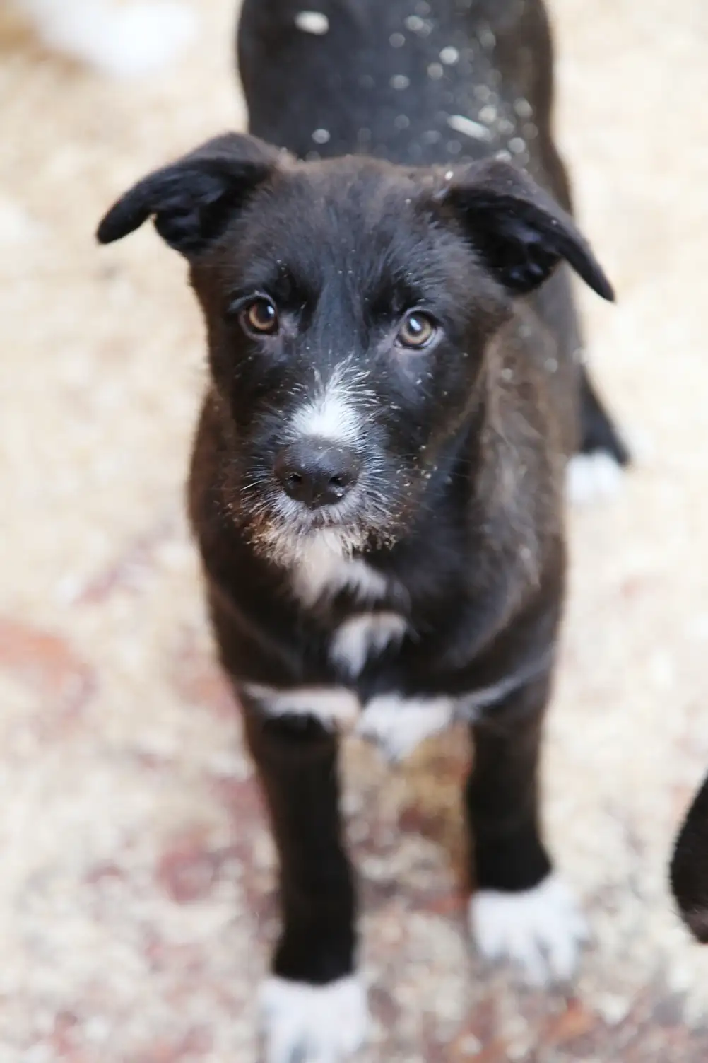 Собака Кристя - фото 3