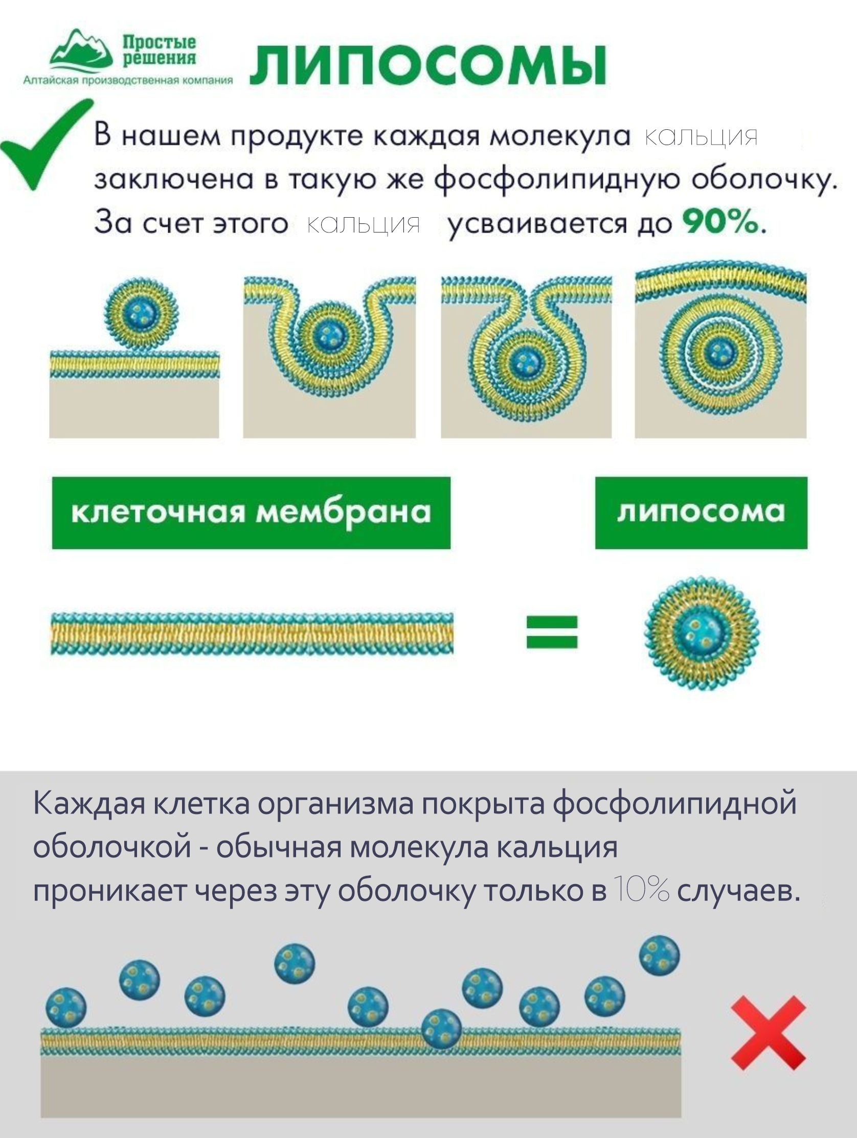 БАД Алтайские традиции Липосомальный кальций магний цинк - фото 4