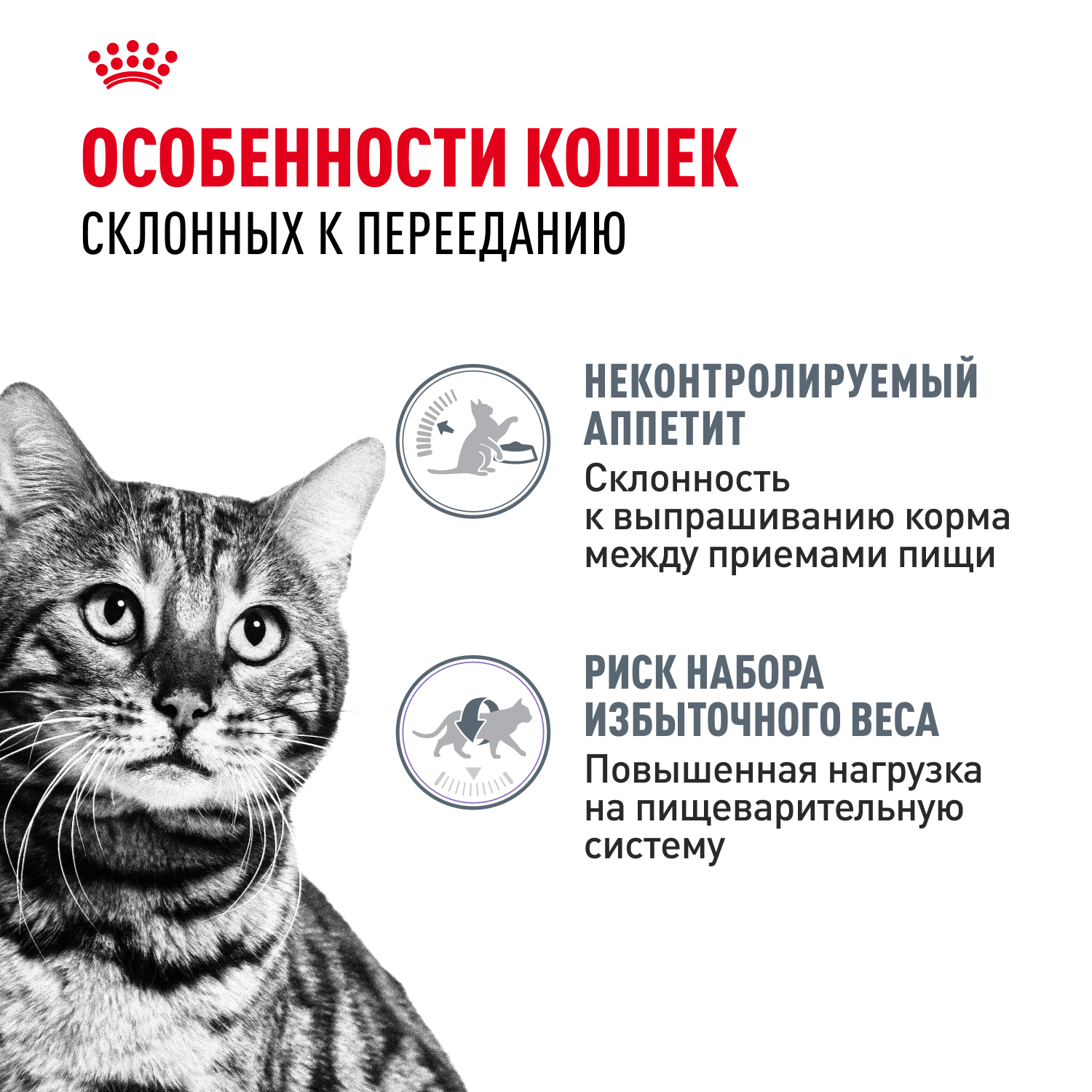 Корм для кошек ROYAL CANIN Appetite Control Care для контроля выпрашивания корма 400г - фото 2