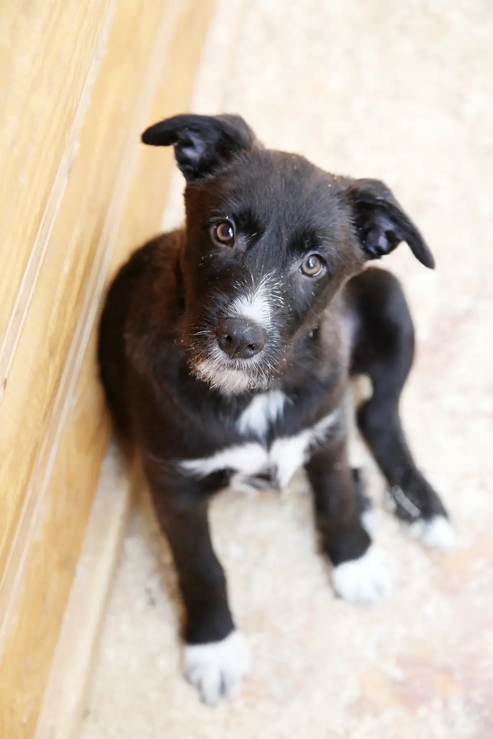 Собака Кристя - фото 5