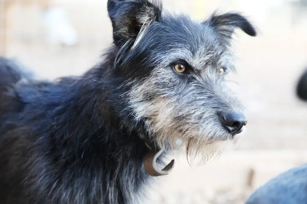 Собака Тузик - фото 5