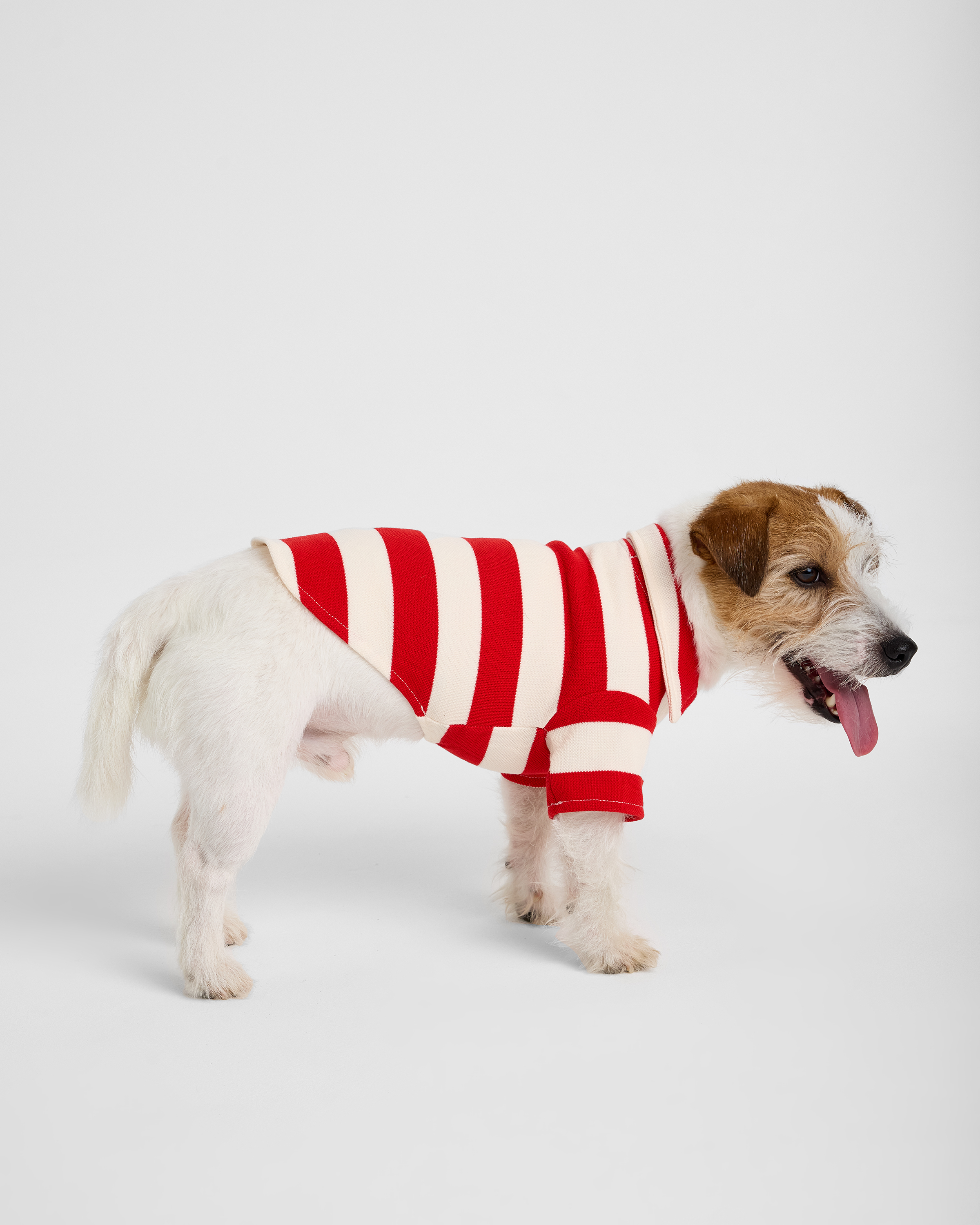 Поло для собак и кошек Зоозавр - фото 3