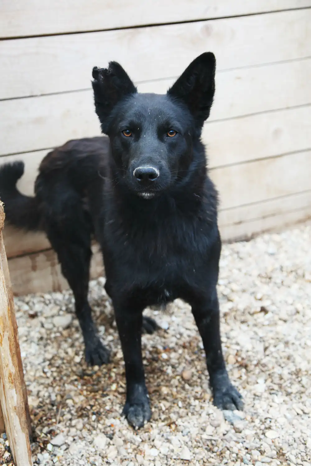 Собака Чирник - фото 4