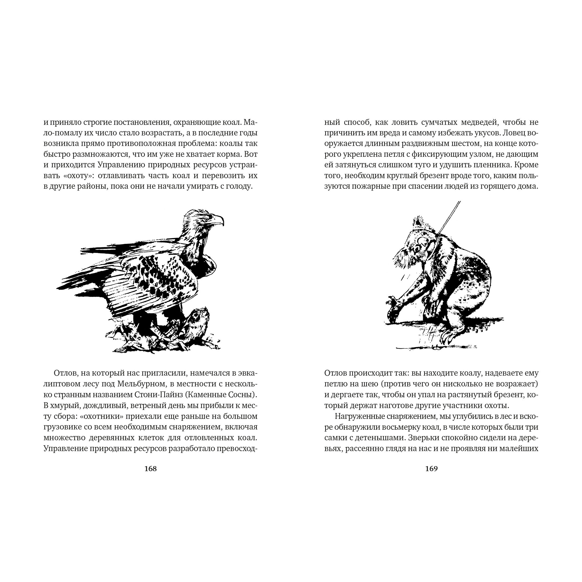 Книга АЗБУКА Путь кенгуренка. Поймайте мне колобуса - фото 5