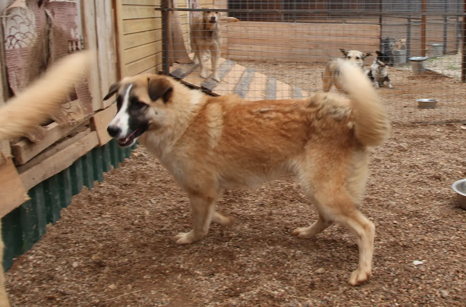 Собака Вая - фото 3