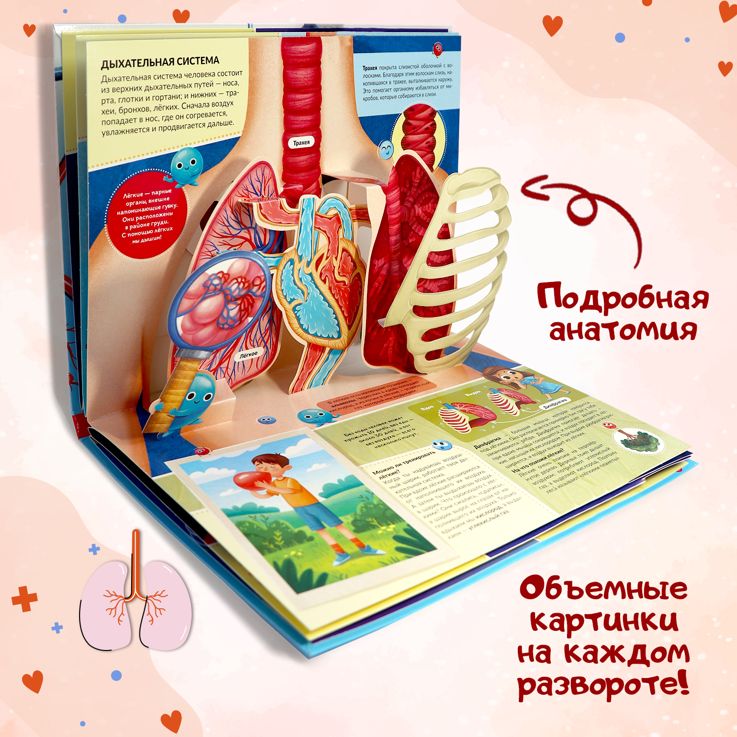 Книга Malamalama Анатомия человека с объемными картинками для детей - фото 4