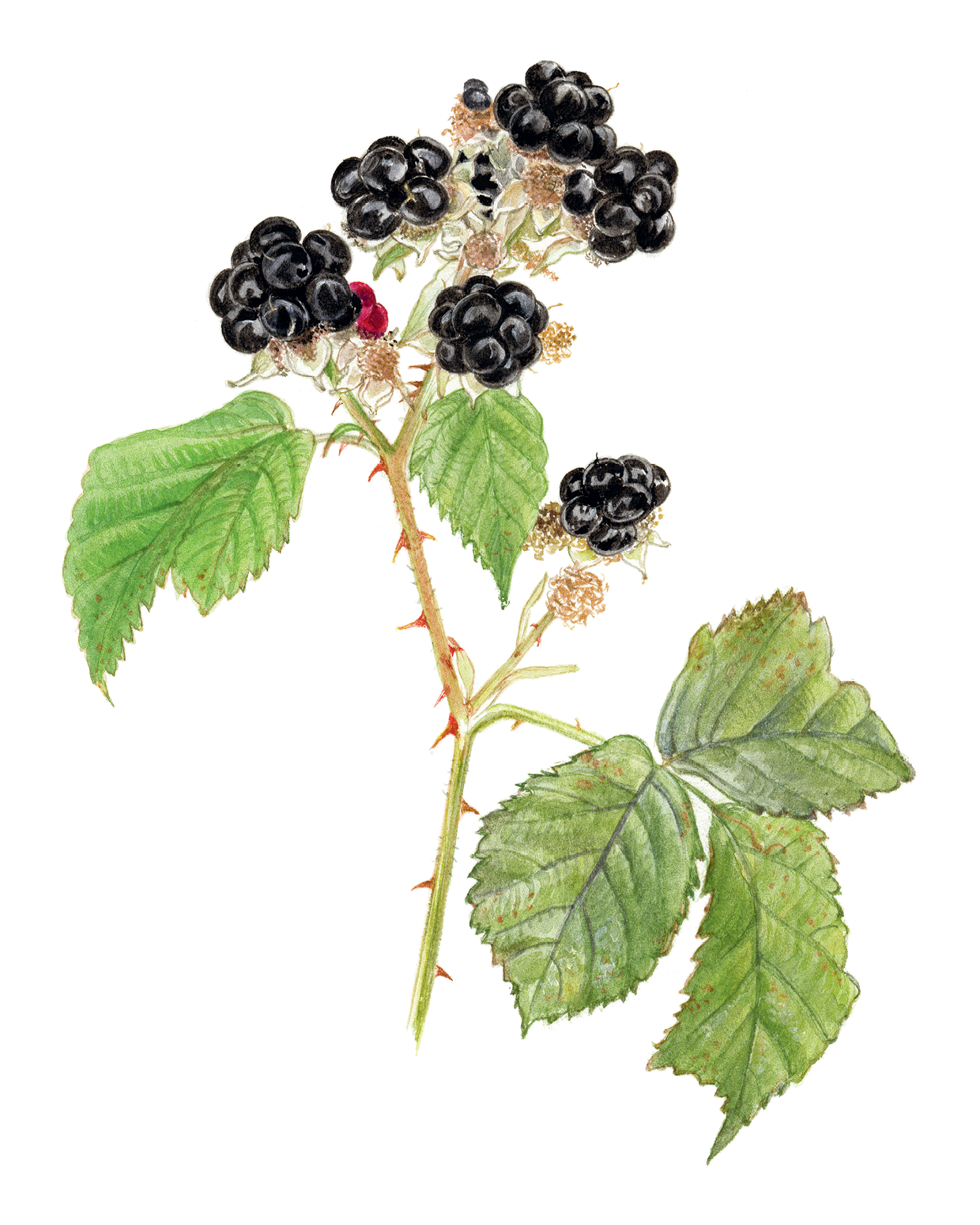 Книга ALBUS CORVUS Софи в мире ягод - фото 6