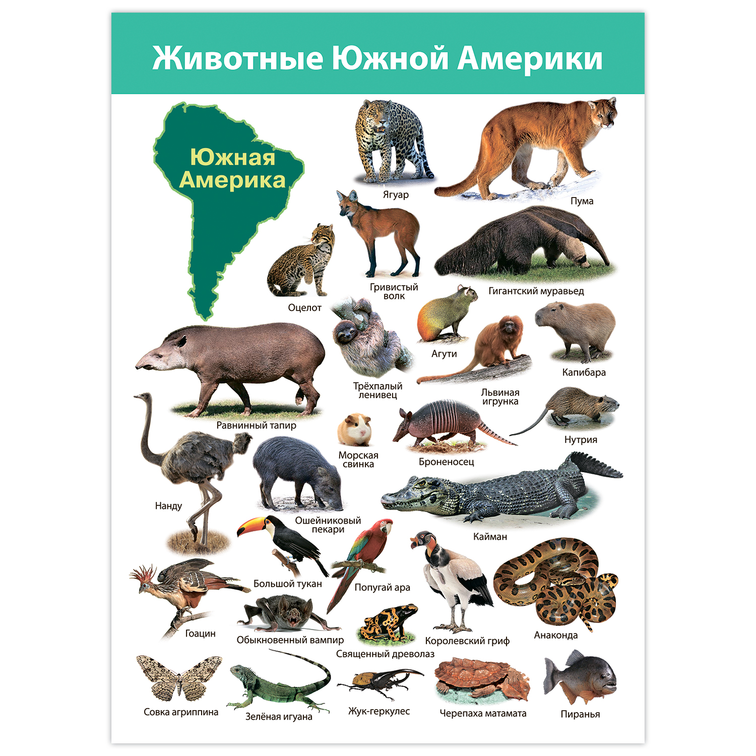 Настольная игра Дрофа-Медиа - фото 4