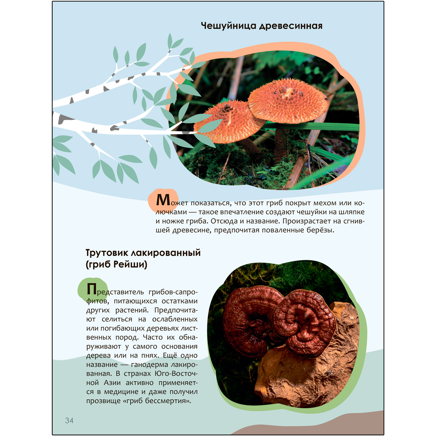 Книга МОЗАИКА kids Детская энциклопедия Красная книга - фото 3