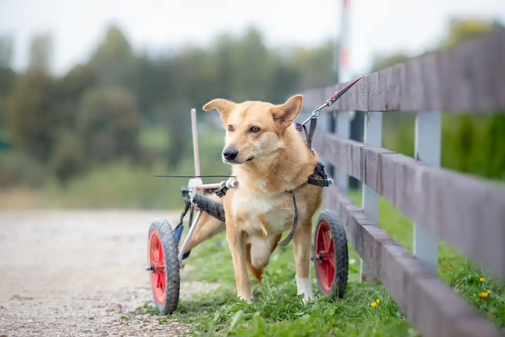 Собака Махачкала - фото 3