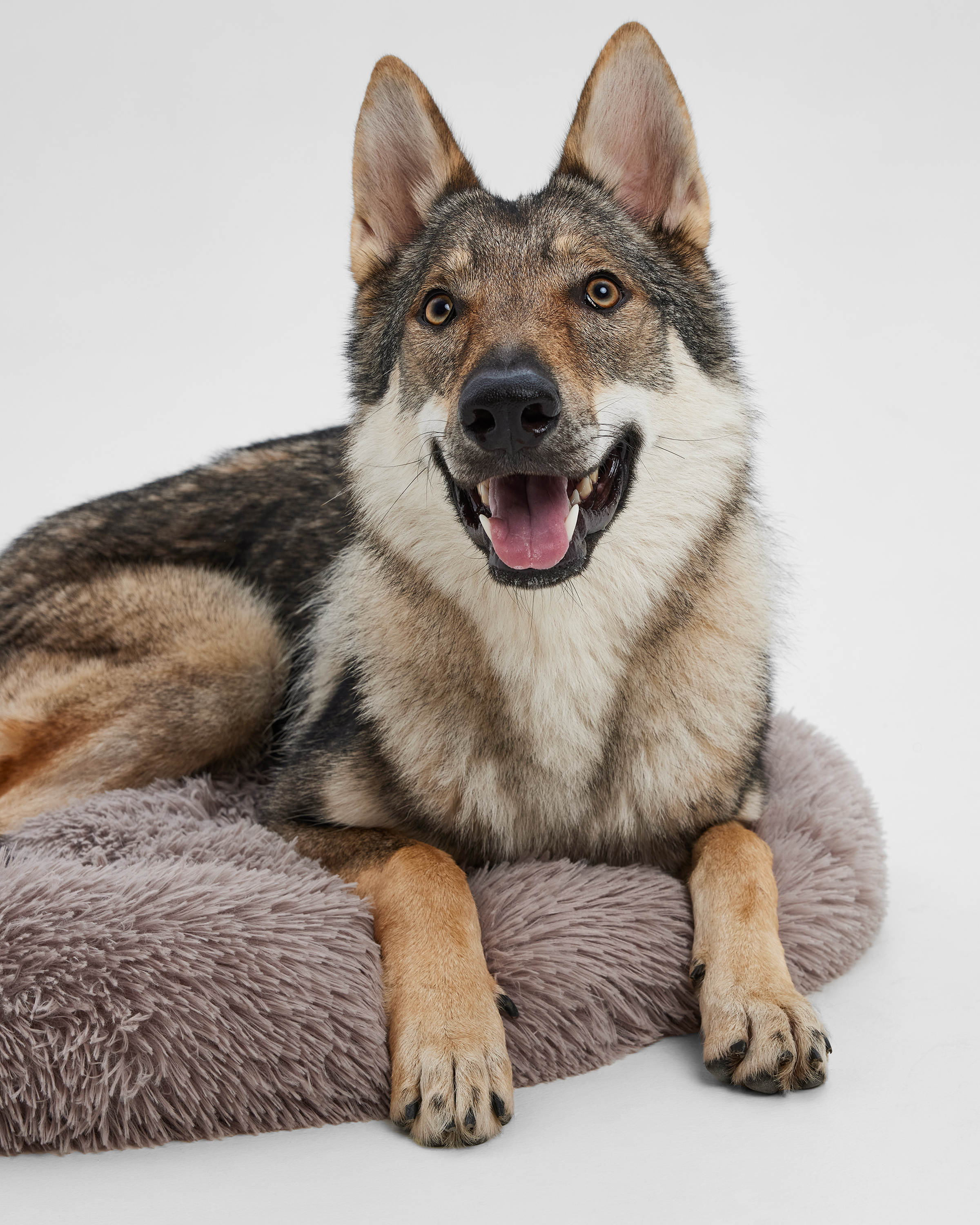 Лежанка для собак Barbaks Пушистая лежанка 65*18см - фото 3