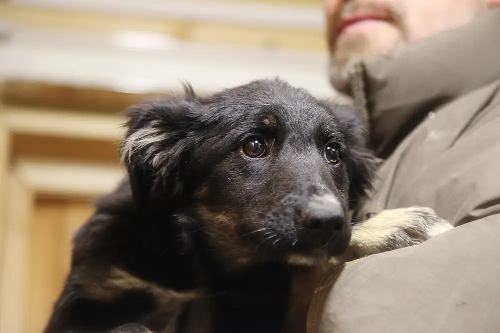 Собака Кэтрин - фото 2