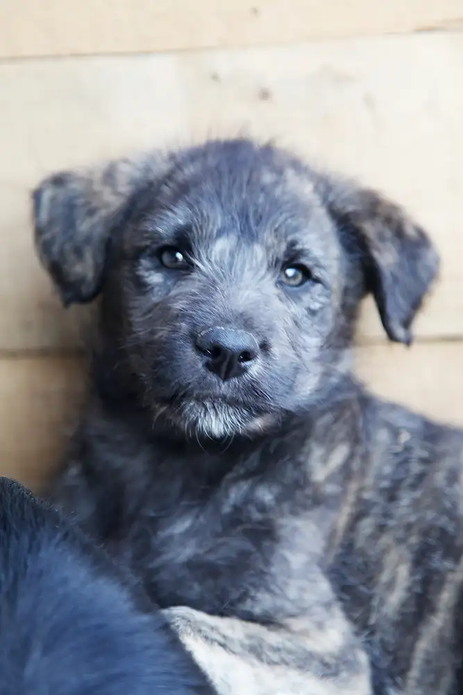 Собака Майло - фото 5