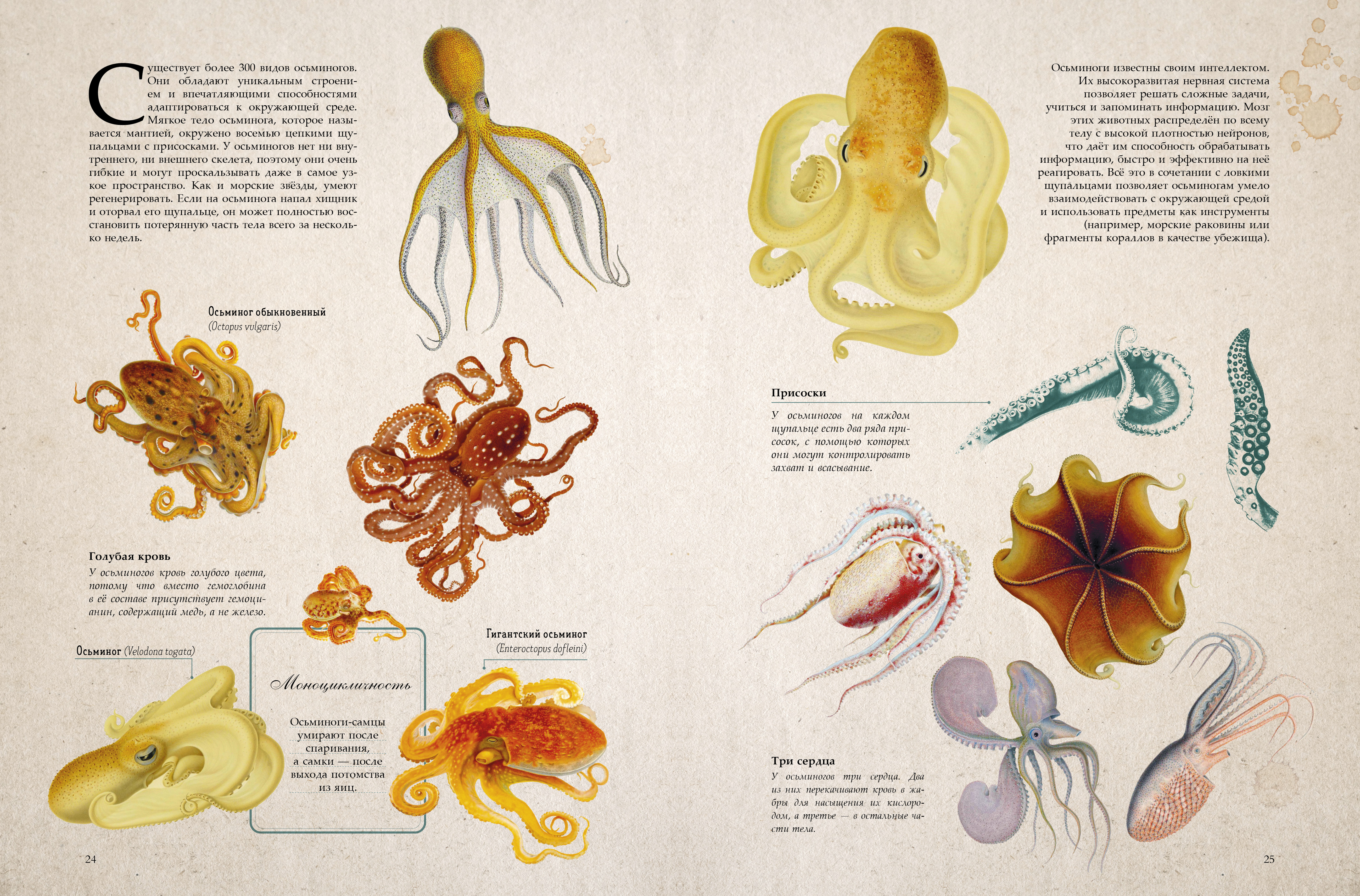 Книга Clever Удивительные энциклопедии - фото 2