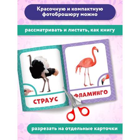 Книга Феникс Премьер Птицы. Фотоброшюра 0+