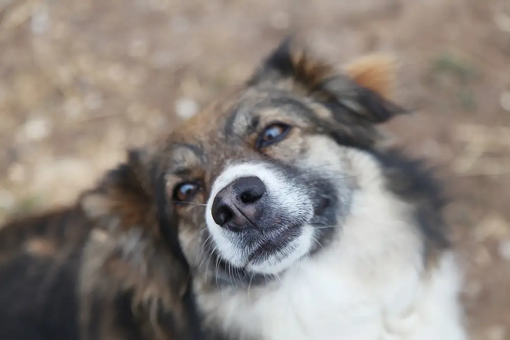 Собака Славка - фото 5