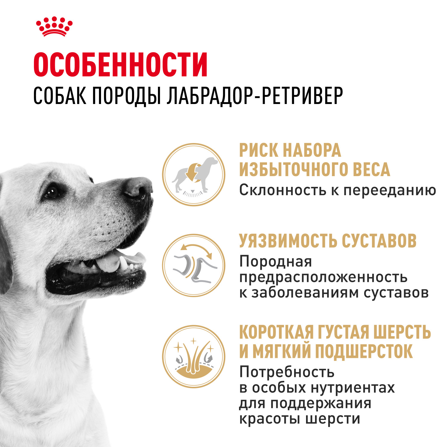 Корм для собак ROYAL CANIN лабрадоров 3кг - фото 2