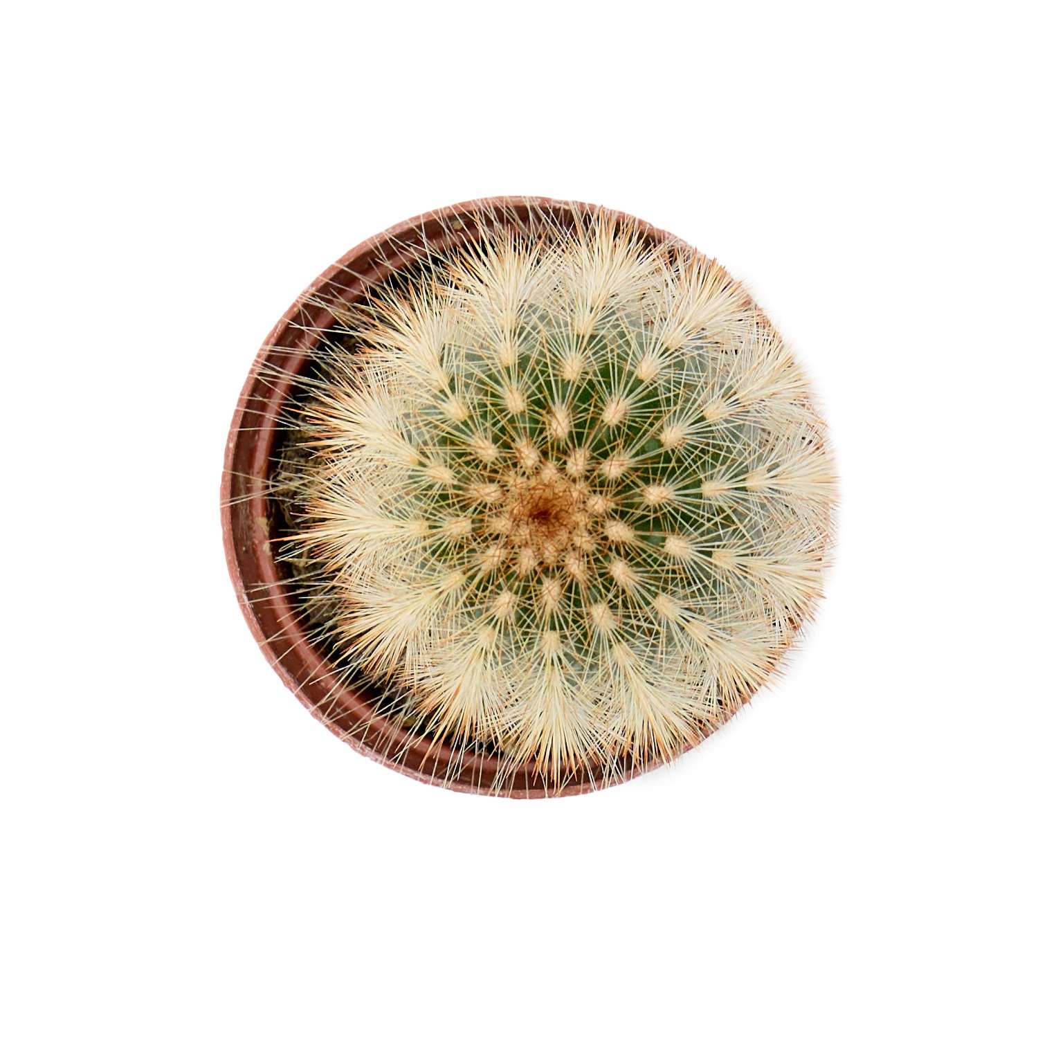 Растение ЕТК Суккуленты D5.5 в ассортименте - фото 31