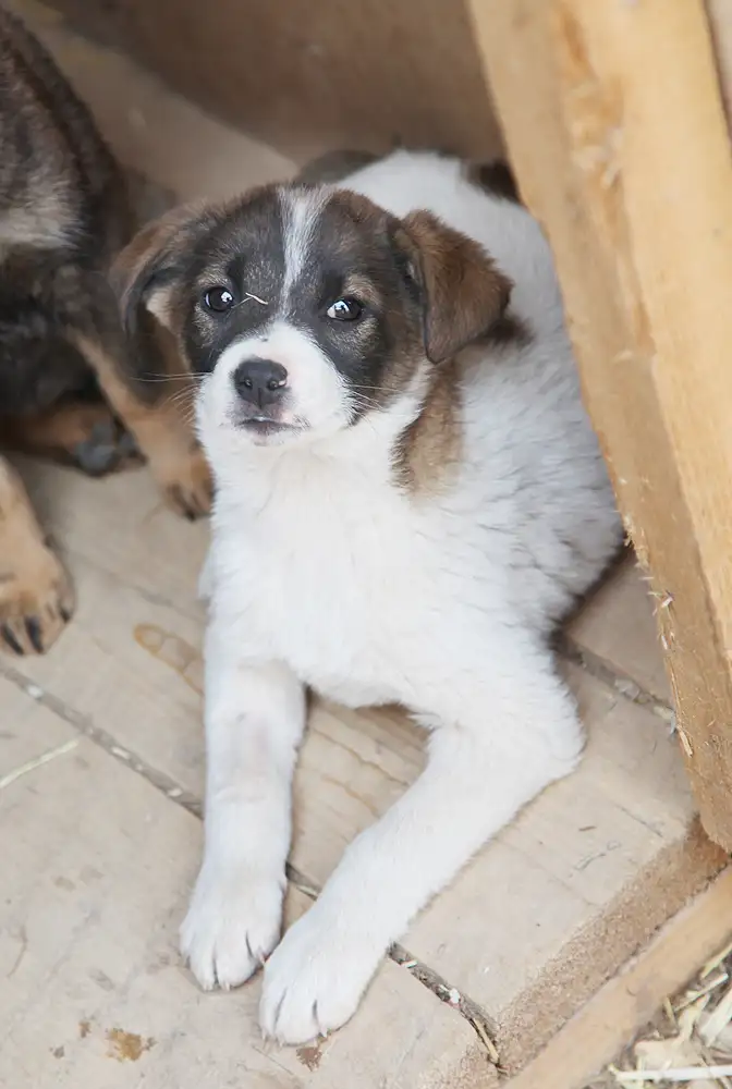 Собака Мичиган - фото 3