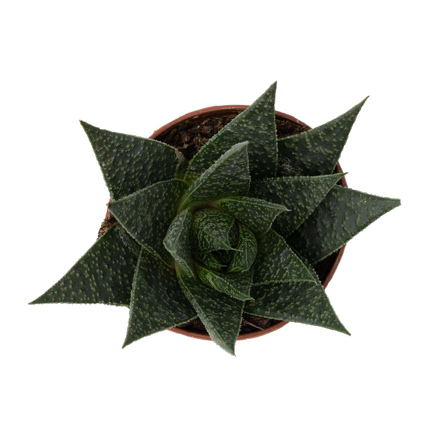 Растение ЕТК Суккуленты D7 в ассортименте - фото 14