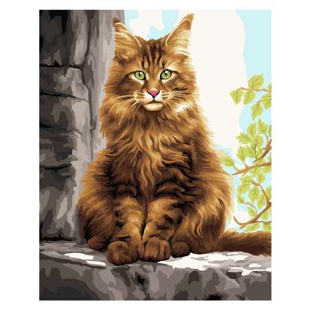 Картина по номерам Hobby Paint Мейн-кун в ассортименте