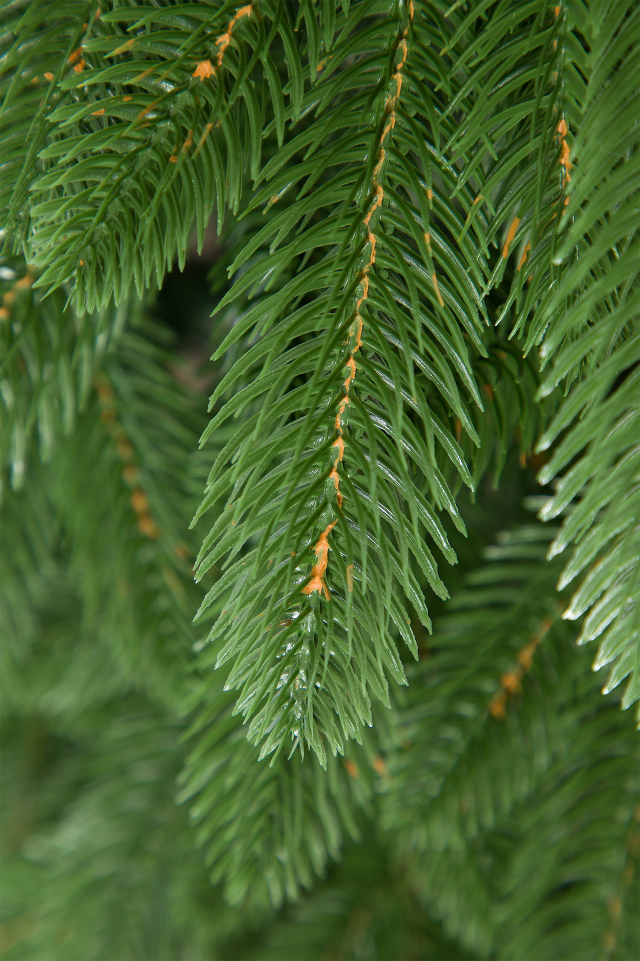 Ель Мерлин узкая Империя Ёлок 180 см - фото 4