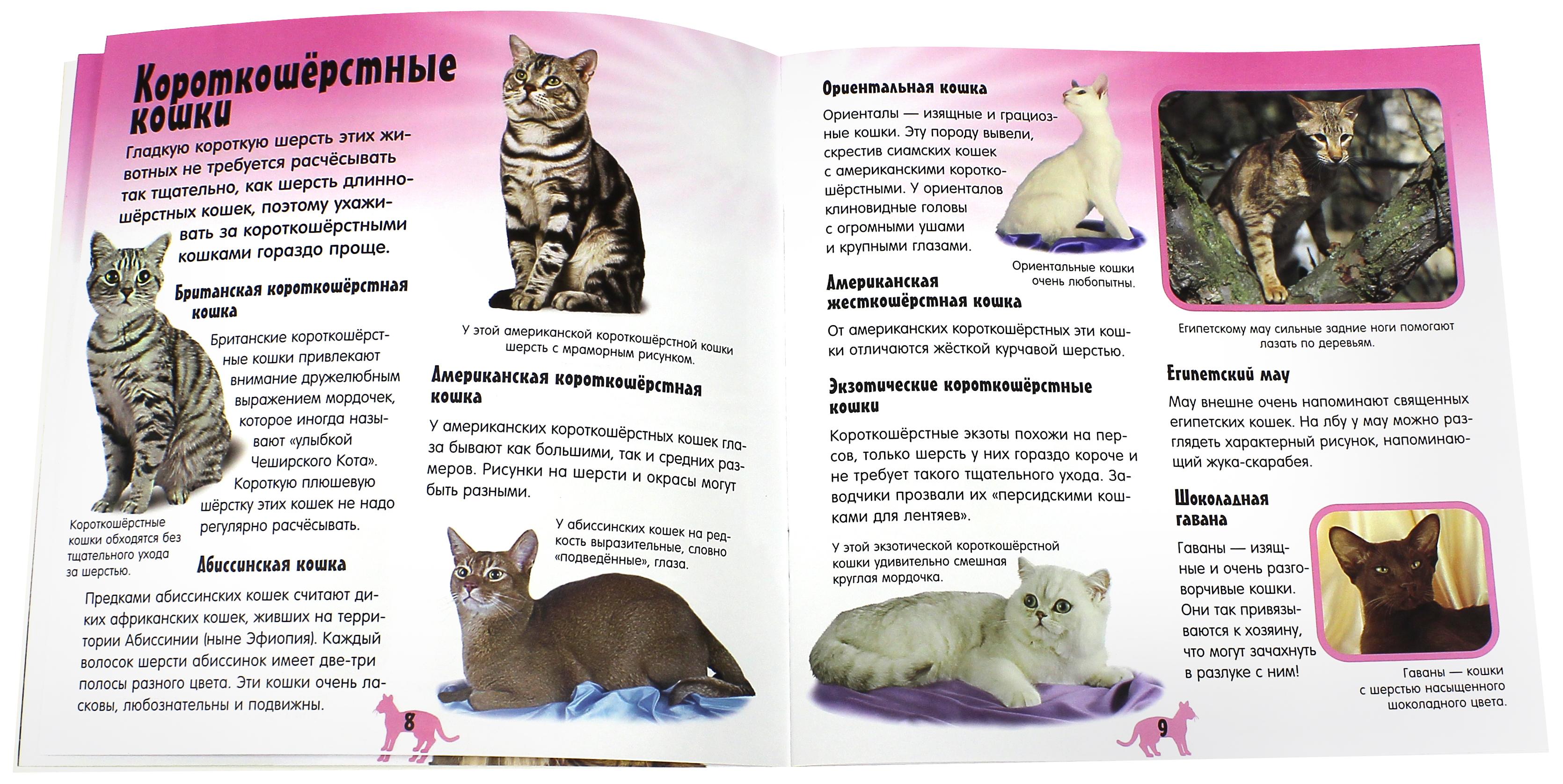 Книга Лабиринт Прикольный подарок Кот-шоу - фото 3