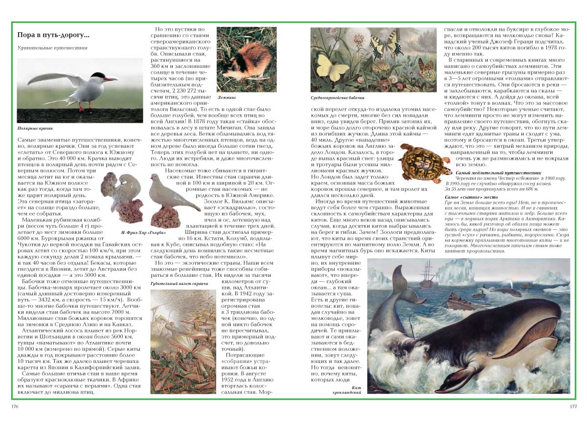 Книга Белый город Загадки животного мира - фото 11