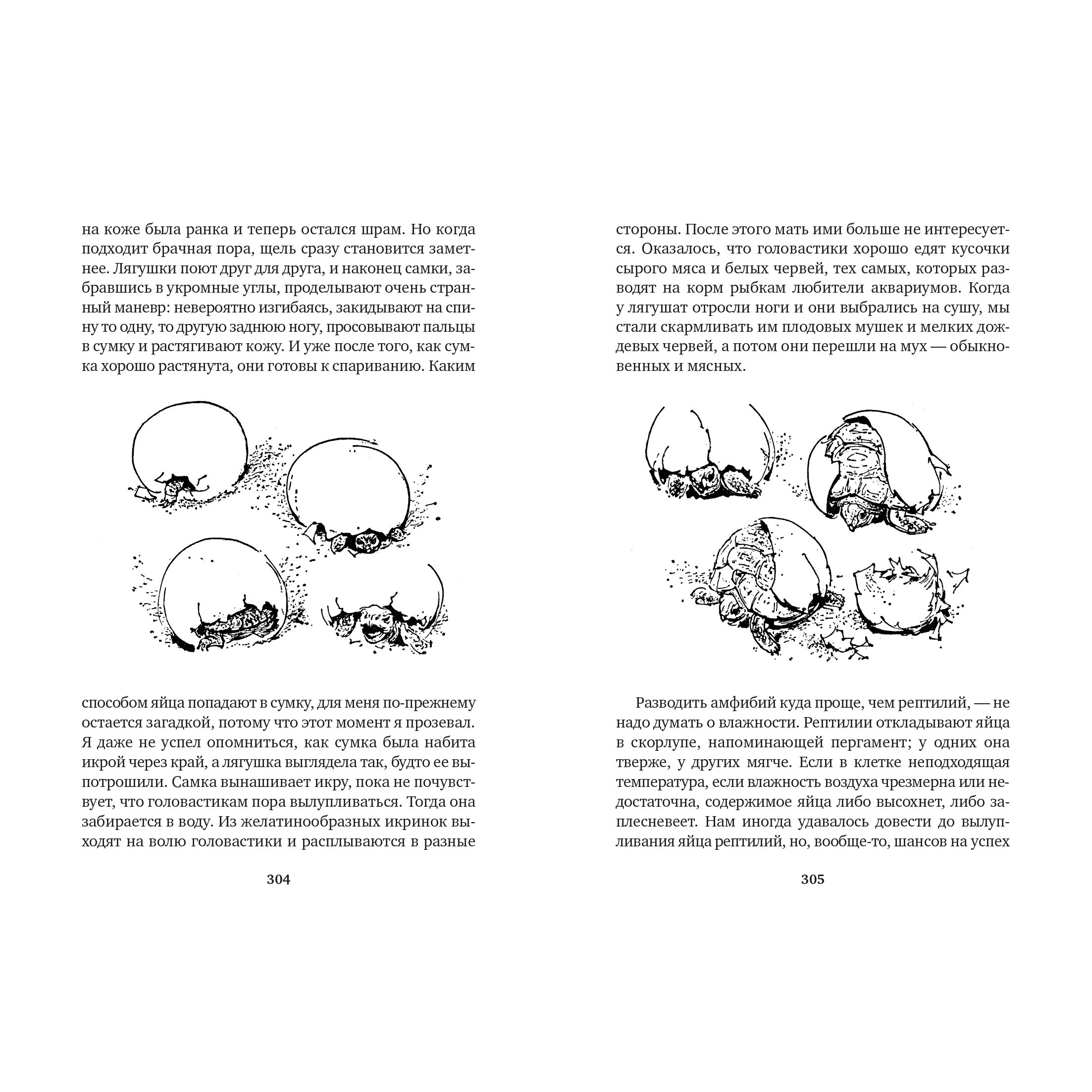 Книга АЗБУКА Земля шорохов. Поместье-зверинец Даррелл Дж. Серия: Мир приключений (иллюстрированный) - фото 7