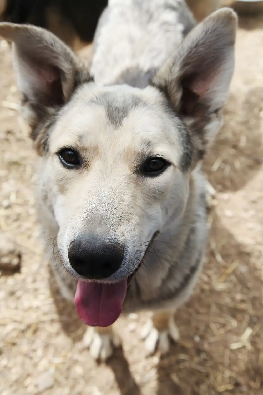 Собака Вольт - фото 3